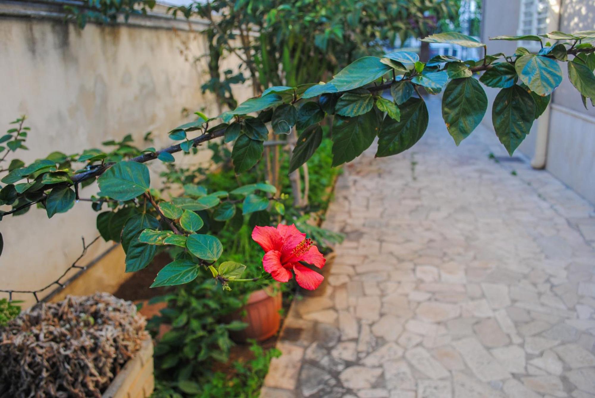 Villa Magnolia Con Giardino Bari Exteriér fotografie