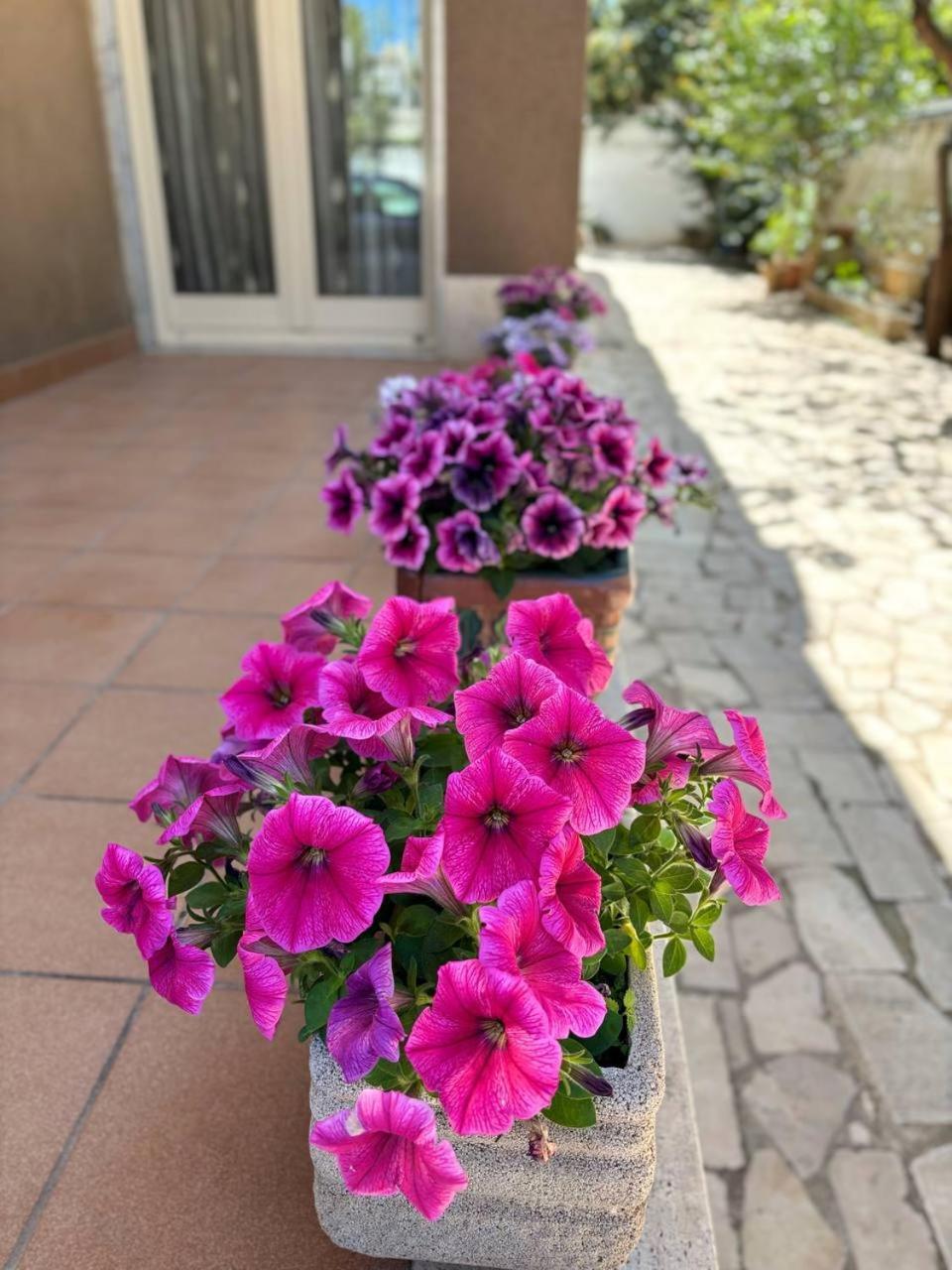 Villa Magnolia Con Giardino Bari Exteriér fotografie